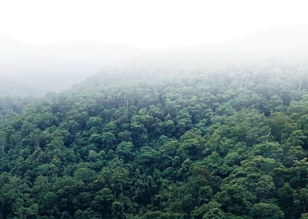 Key UK fashion brands make canopyStyle eco pledge