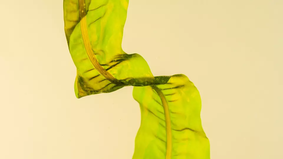 WOULD YOU WEAR A SWEATER MADE OUT OF SEAWEED?