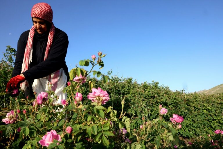Scent of tradition lingers in Lebanon's 'village of roses' Scent of tradition lingers in Lebanon's 'village of roses'