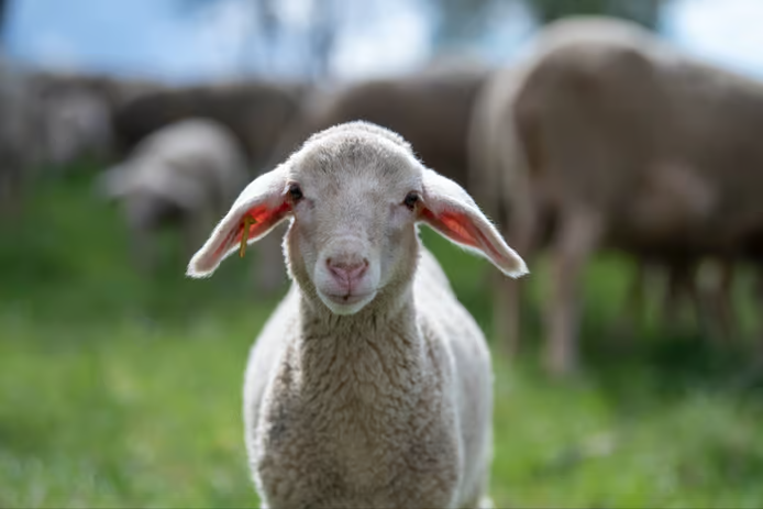 Nike commits to Responsible Wool Standard